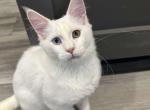 Ganz Odd Eye - Maine Coon Cat For Sale - Brighton&comma; CO&comma; US