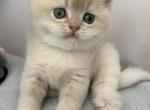 Litter A - British Shorthair Cat For Sale - Staten Island&comma; NY&comma; US