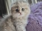 Grey Scottish Fold girl - Scottish Fold Cat For Sale - Orlando&comma; FL&comma; US