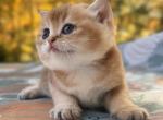 Oliver - British Shorthair Cat For Sale - Fairfax&comma; VA&comma; US