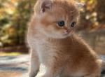 Tracy - British Shorthair Cat For Sale - Fairfax&comma; VA&comma; US