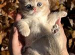 Latte - British Shorthair Cat For Sale - Fairfax&comma; VA&comma; US