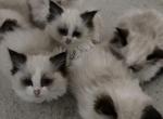 LuLu  Heitang - Ragdoll Cat For Sale - Beaverton&comma; OR&comma; US