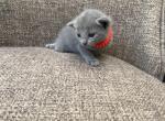 Russian Blue Newborn Female Kitty for Reservation - Russian Blue Cat For Sale - Old Bridge&comma; NJ&comma; US