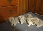Angels Litter - Persian Cat For Sale - Dearborn&comma; MI&comma; US