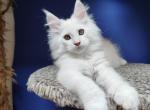 Mavrik - Maine Coon Cat For Sale - Grayslake&comma; IL&comma; US
