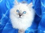 Simba - Siberian Cat For Sale - MI&comma; US