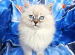 Sophie - Siberian Cat For Sale - MI&comma; US