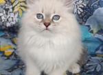 Sheila - Siberian Cat For Sale - MI&comma; US
