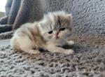 Echo - Exotic Cat For Sale - Bois D Arc&comma; MO&comma; US
