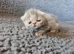 Ezra - Exotic Cat For Sale - Bois D Arc&comma; MO&comma; US
