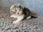 Elton - Exotic Cat For Sale - Bois D Arc&comma; MO&comma; US