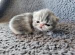 Edgar - Exotic Cat For Sale - Bois D Arc&comma; MO&comma; US