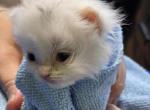Lilly's Cotton Gremlin 1 - Munchkin Cat For Sale - Maryville&comma; TN&comma; US