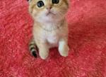 Sophia - Scottish Fold Cat For Sale - 
