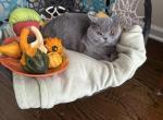 Freddie Blue British Shorthair boy - British Shorthair Cat For Sale - NY&comma; US