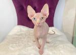 Sima ODD EYE - Sphynx Cat For Sale - Brooklyn&comma; NY&comma; US