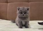 Blue girl - British Shorthair Cat For Sale - Philadelphia&comma; PA&comma; US