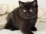 Perseus - British Shorthair Cat For Sale - Hollywood&comma; FL&comma; US