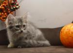 Easy of Romanov Dynasty - Siberian Cat For Sale - Ashburn&comma; VA&comma; US