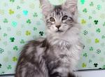 Cirilla - Maine Coon Cat For Sale - Miami&comma; FL&comma; US