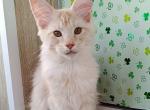 Cepheus - Maine Coon Cat For Sale - Miami&comma; FL&comma; US