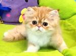Xavier - Exotic Cat For Sale - Norwalk&comma; CT&comma; US
