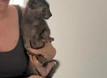Gulo Gulo - Lykoi Cat For Sale - Hollywood&comma; FL&comma; US