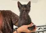 Wolverine - Lykoi Cat For Sale - Hollywood&comma; FL&comma; US