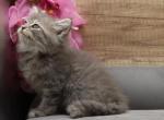 Faraday of RomanovCats - Siberian Cat For Sale - Ashburn&comma; VA&comma; US
