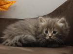 Herrera of Romanov Dynasty - Siberian Cat For Sale - Ashburn&comma; VA&comma; US