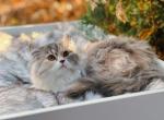 Blue calico Highland Straight girl - Scottish Straight Cat For Sale - Spokane&comma; WA&comma; US
