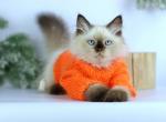 Pippa - Siberian Cat For Sale - Miami&comma; FL&comma; US