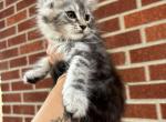 Foxy - Maine Coon Cat For Sale - Kansas City&comma; MO&comma; US