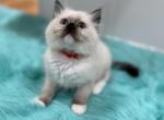 Red collar female - Ragdoll Cat For Sale - Boston&comma; MA&comma; US