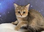 Umi Scottish Fold Golden female - Scottish Fold Cat For Sale - Odessa&comma; FL&comma; US