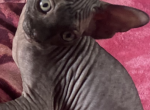 Tokyo - Sphynx Cat For Sale - Astoria&comma; NY&comma; US