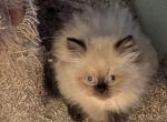 CFA Registered Male Seal Point Himalayan - Himalayan Cat For Sale - Perry&comma; FL&comma; US