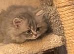 Registered Male Tabby Doll Faced Persian - Persian Cat For Sale - Perry&comma; FL&comma; US