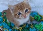 Toby - Domestic Cat For Sale - Barto&comma; PA&comma; US