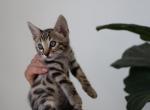 Bengal Kitten - Bengal Cat For Sale - Lincoln&comma; NE&comma; US