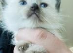 GREEN Kats ravishing ragdolls mitted seal points - Ragdoll Cat For Sale - Lancaster&comma; PA&comma; US