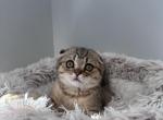 Purebred Scottish fold female - Scottish Fold Cat For Sale - Shakopee&comma; MN&comma; US