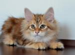 Patrick - Siberian Cat For Sale - Miami&comma; FL&comma; US