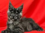 Ilyusha - Maine Coon Cat For Sale - Miami&comma; FL&comma; US