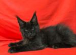 Imperator - Maine Coon Cat For Sale - Miami&comma; FL&comma; US