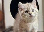 Venera - Munchkin Cat For Sale - Pembroke Pines&comma; FL&comma; US
