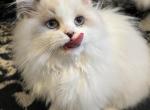 Toby - Ragdoll Cat For Sale - Hamtramck&comma; MI&comma; US