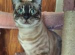 DaisyADOPTED - Bengal Cat For Sale - Front Royal&comma; VA&comma; US