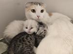 Sugar's second litter Scottish Folds - Scottish Fold Cat For Sale - Denver&comma; CO&comma; US